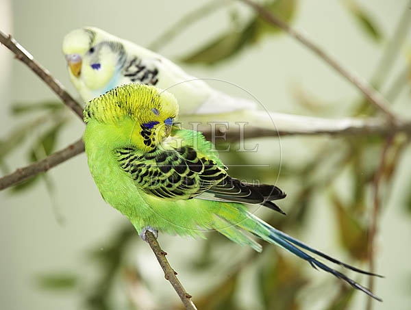 028509 Wellensittich