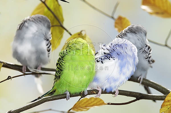 028734 Wellensittiche