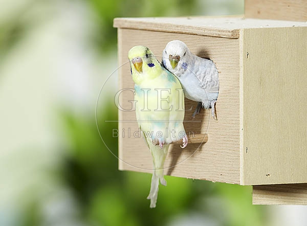 028852 Wellensittiche