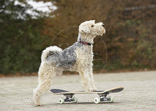 029335 Lakeland Terrier auf Skateboard