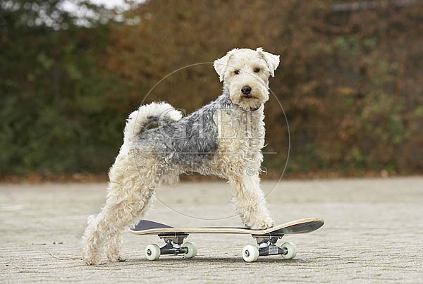 029336 Lakeland Terrier auf Skateboard