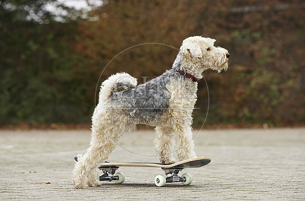 029337 Lakeland Terrier auf Skateboard