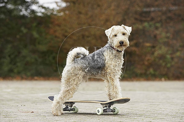 029338 Lakeland Terrier auf Skateboard