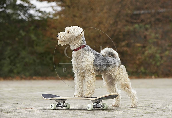 029339 Lakeland Terrier auf Skateboard