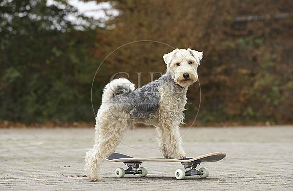 029340 Lakeland Terrier auf Skateboard