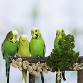 029394 Wellensittiche