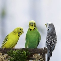 029402 Wellensittiche
