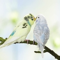 029488 Wellensittiche