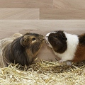 029540 Meerschweinchen