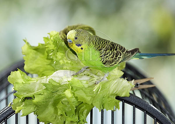 030019 Wellensittich