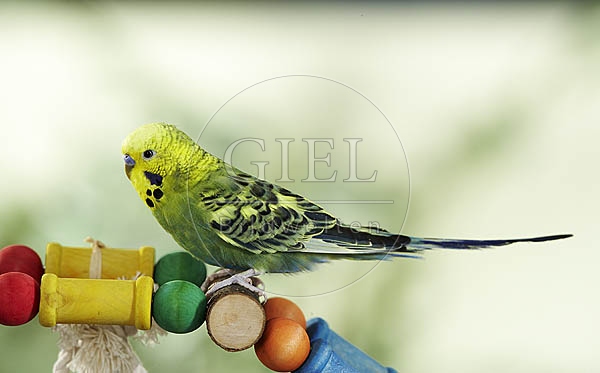 030022 Wellensittich