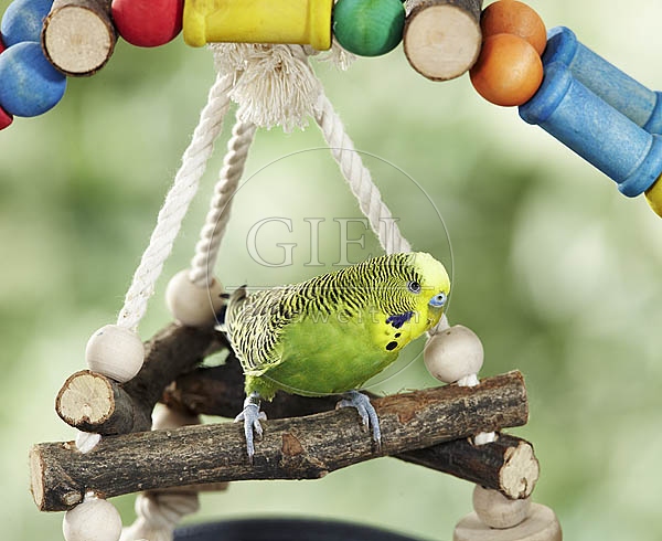 030028 Wellensittich