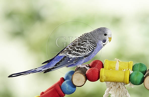 030032 Wellensittich