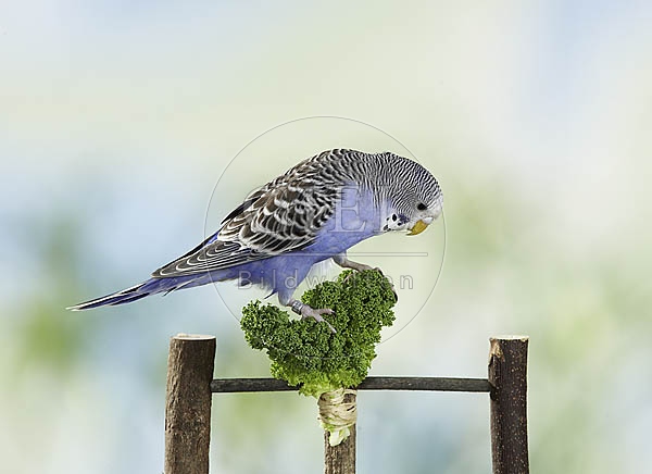 030039 Wellensittich