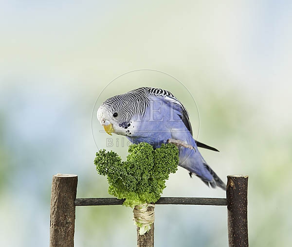 030045 Wellensittich