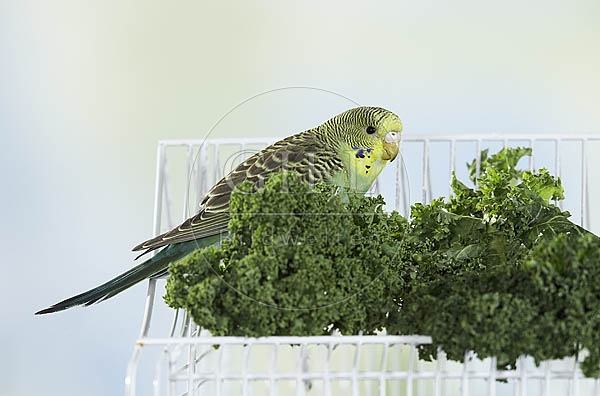 030061 Wellensittich