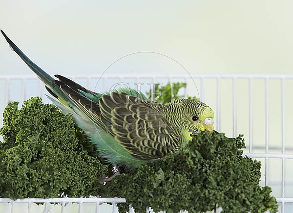 030065 Wellensittich