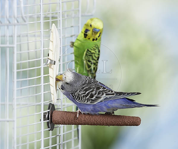 030072 Wellensittich