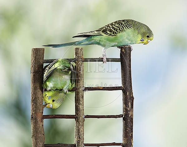 030081 Wellensittiche