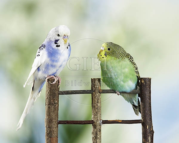 030088 Wellensittiche