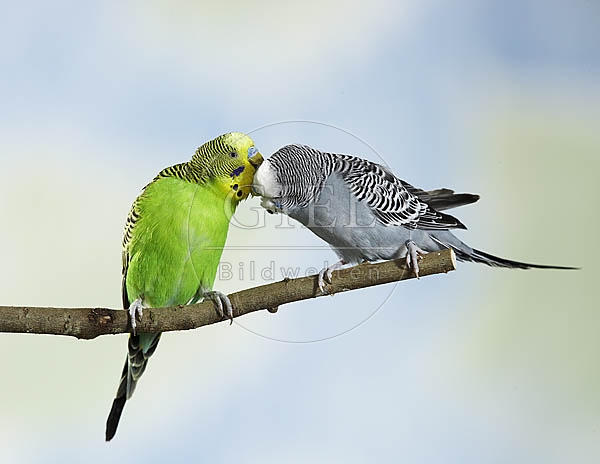 030121 Wellensittiche