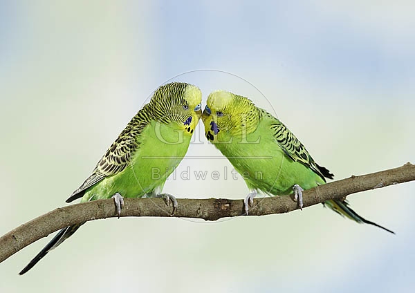 030135 Wellensittiche