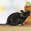 030367 Farbmaus