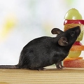 030368 Farbmaus