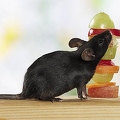030369 Farbmaus