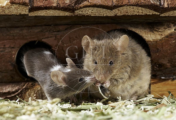 031127 Farbmaus mit Jungem