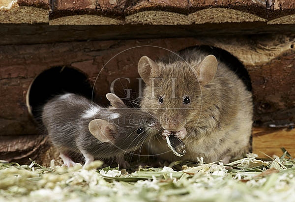 031128 Farbmaus mit Jungem