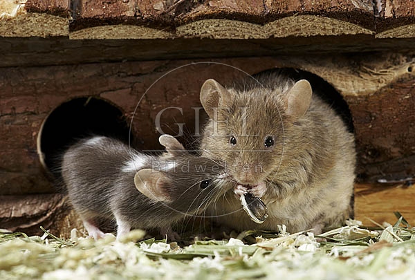 031129 Farbmaus mit Jungem