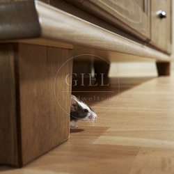 031583 Farbmaus