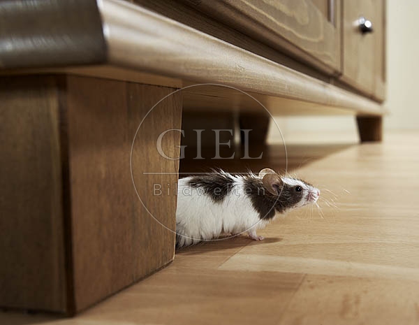 031584 Farbmaus