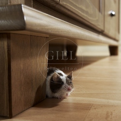 031585 Farbmaus