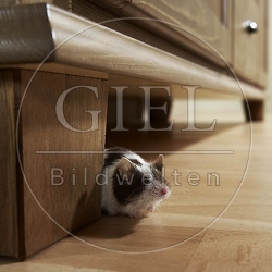 031586 Farbmaus
