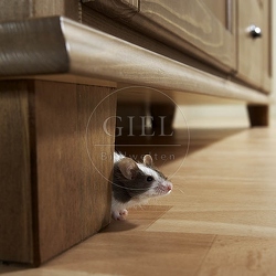 031587 Farbmaus