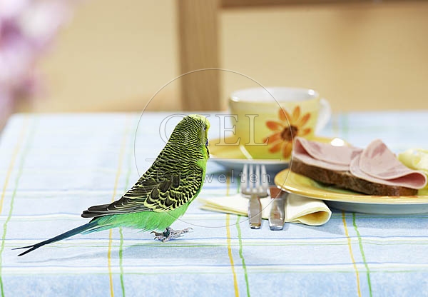 031668 Wellensittich