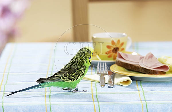 031669 Wellensittich