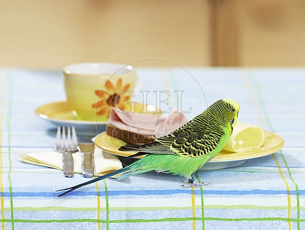 031670 Wellensittich