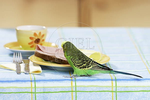 031672 Wellensittich