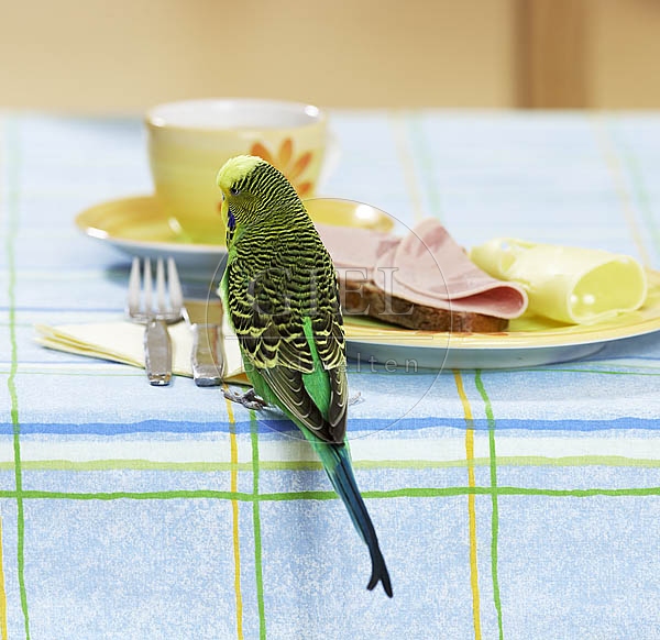 031674 Wellensittich