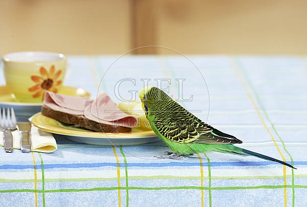 031675 Wellensittich