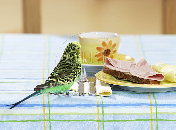 031676 Wellensittich