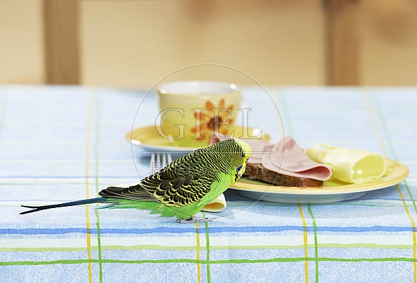 031677 Wellensittich