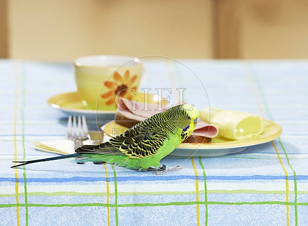 031678 Wellensittich