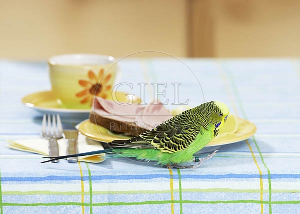 031679 Wellensittich