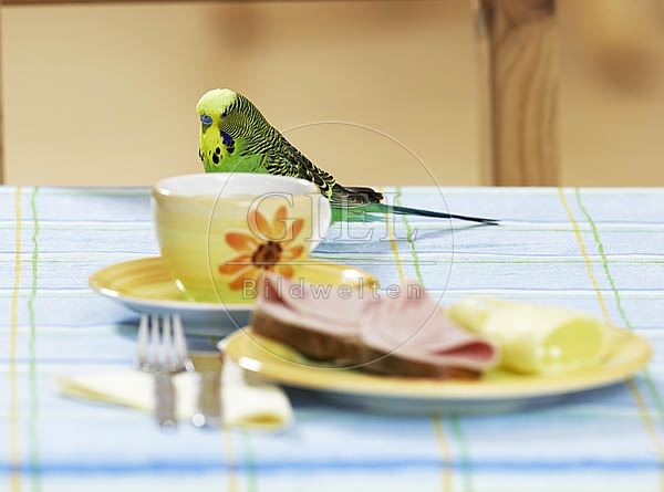 031681 Wellensittich