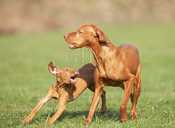 031716 Magyar Vizsla mit Welpe