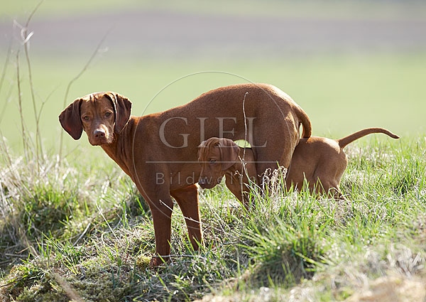 031724 Magyar Vizsla mit Welpe